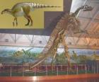 Zhuchengosaurus является одним из крупнейших известных гадрозавридов